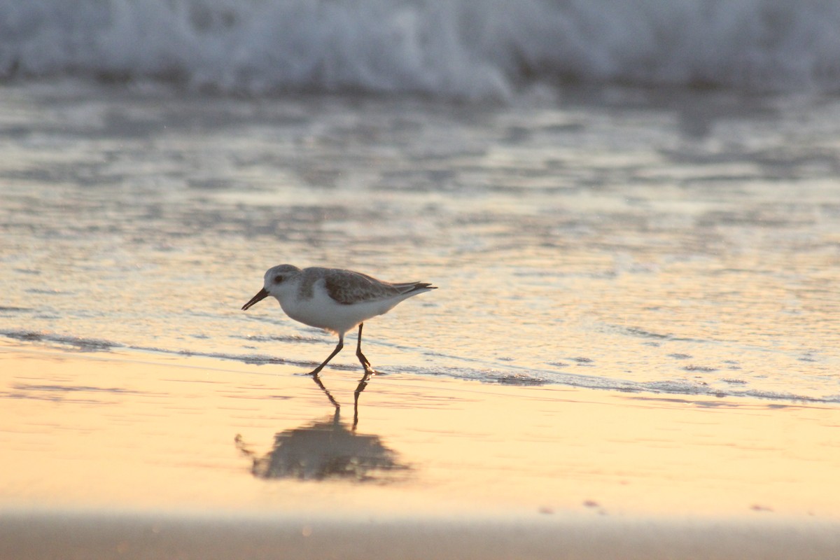 Гурвалж элсэг - ML647083265