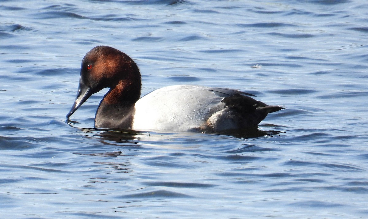 Canvasback - ML647083266