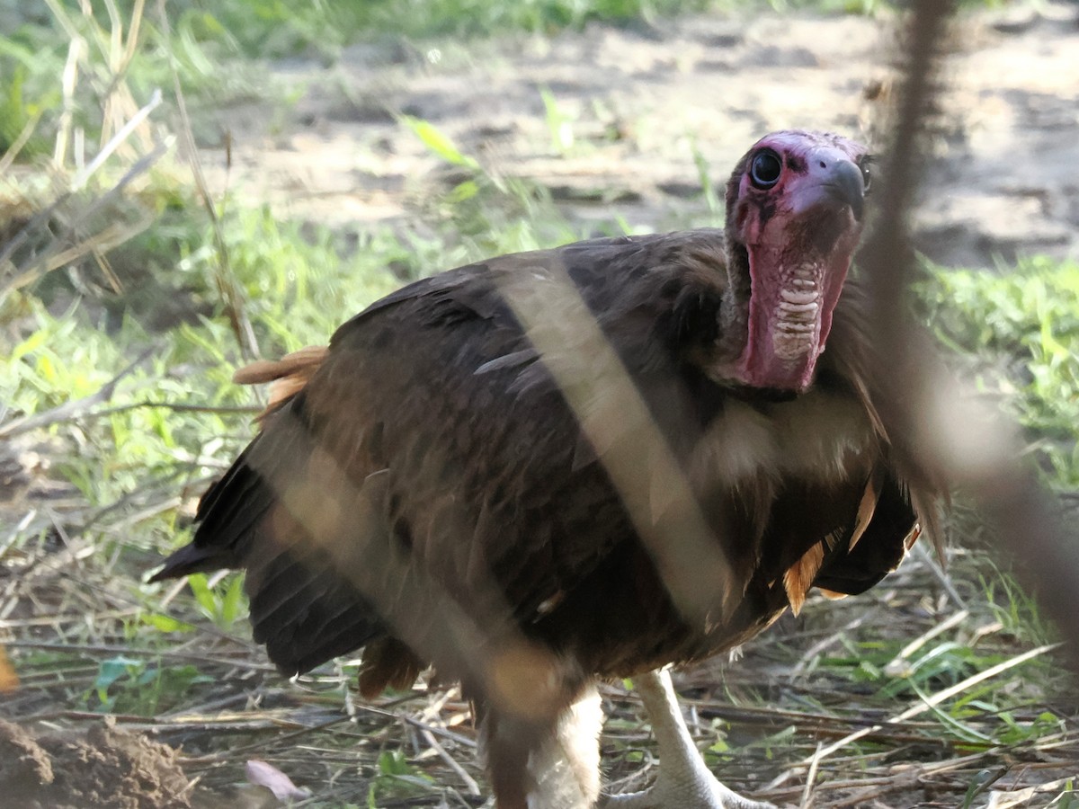 Hooded Vulture - ML647083274