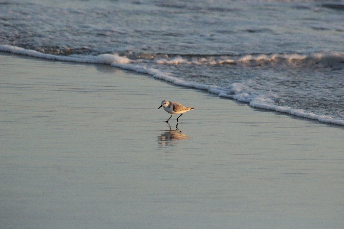 Гурвалж элсэг - ML647083279