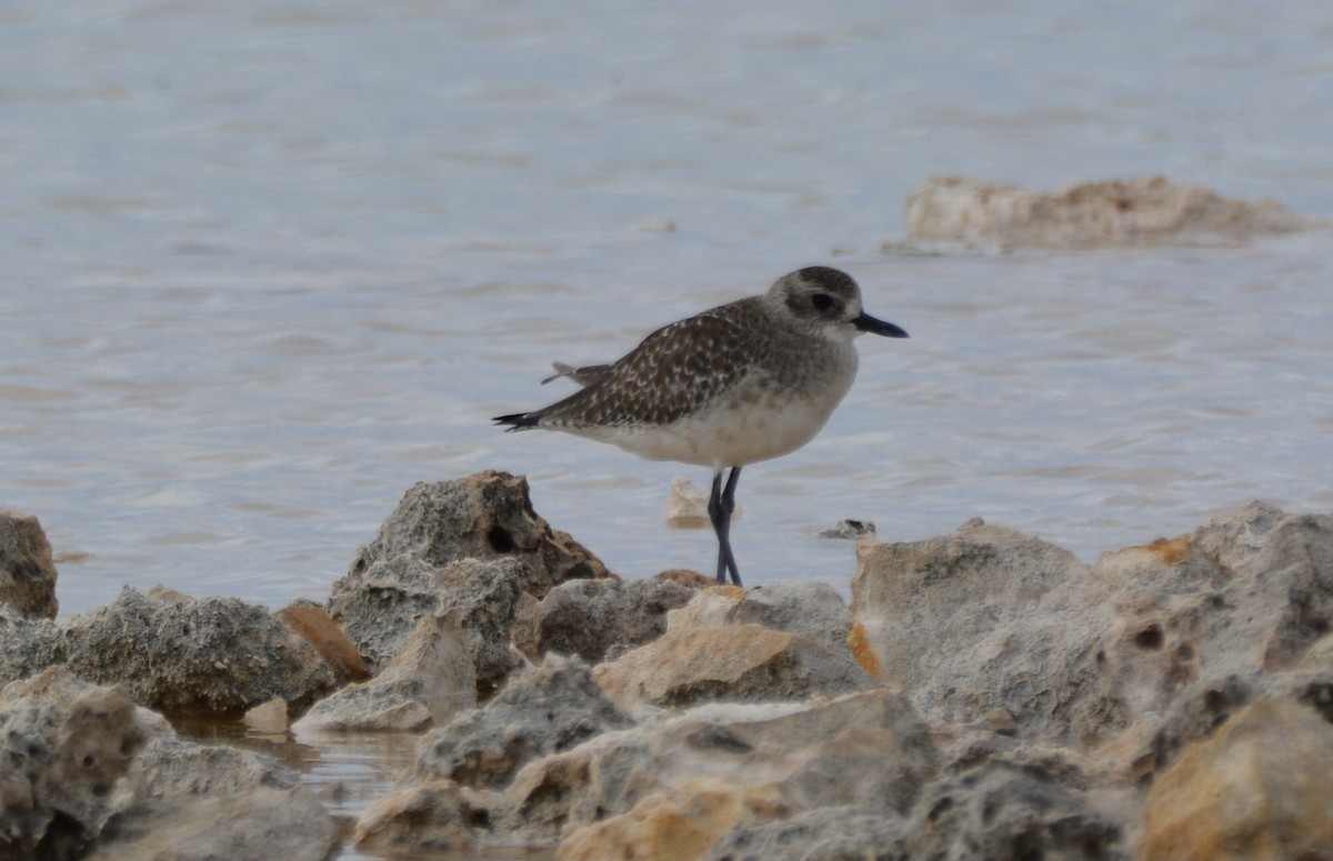 Сивка морська - ML647083300