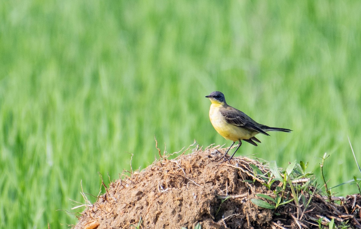 Western Yellow Wagtail - ML647083312