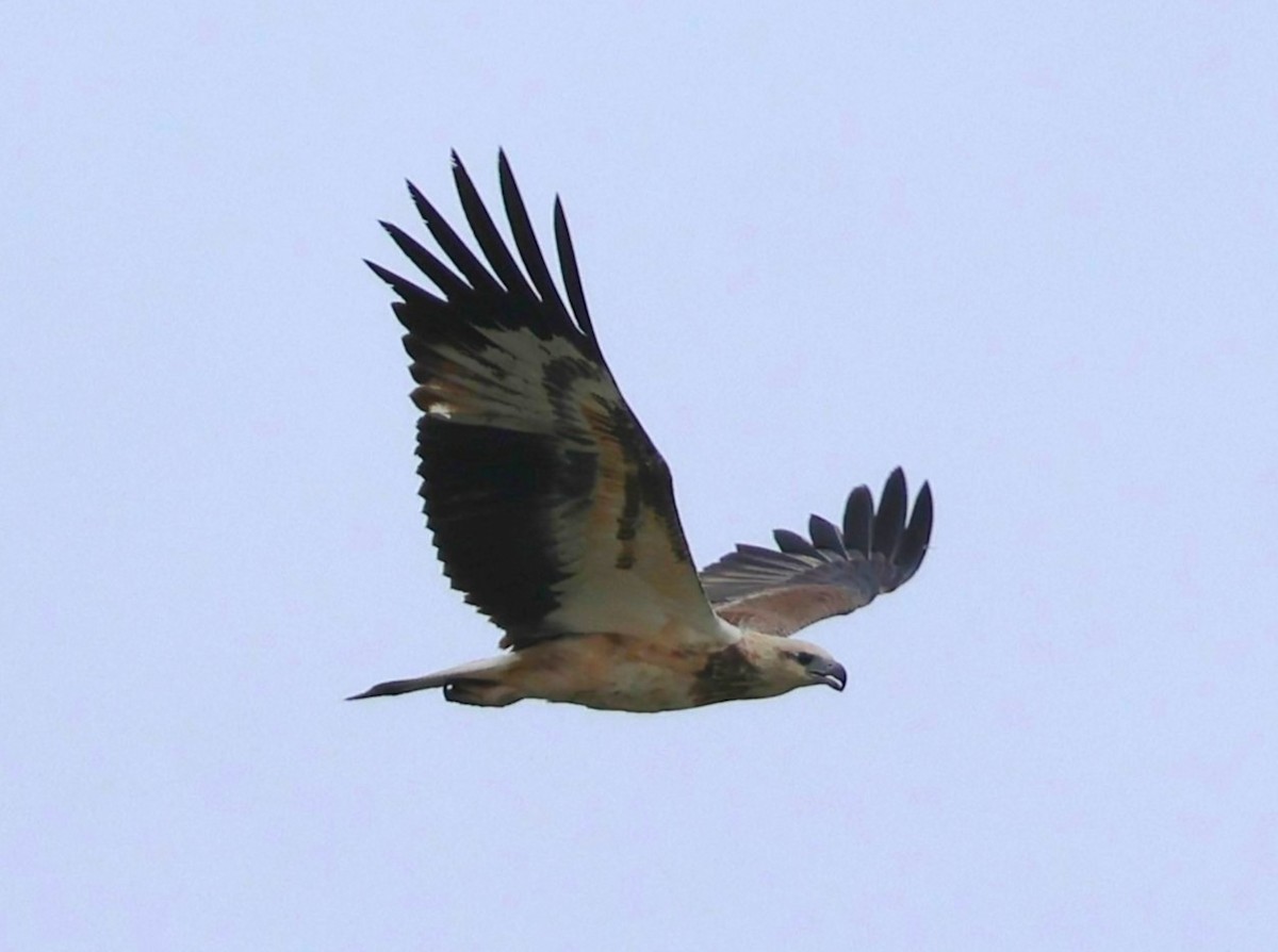 White-bellied Sea-Eagle - ML647083313