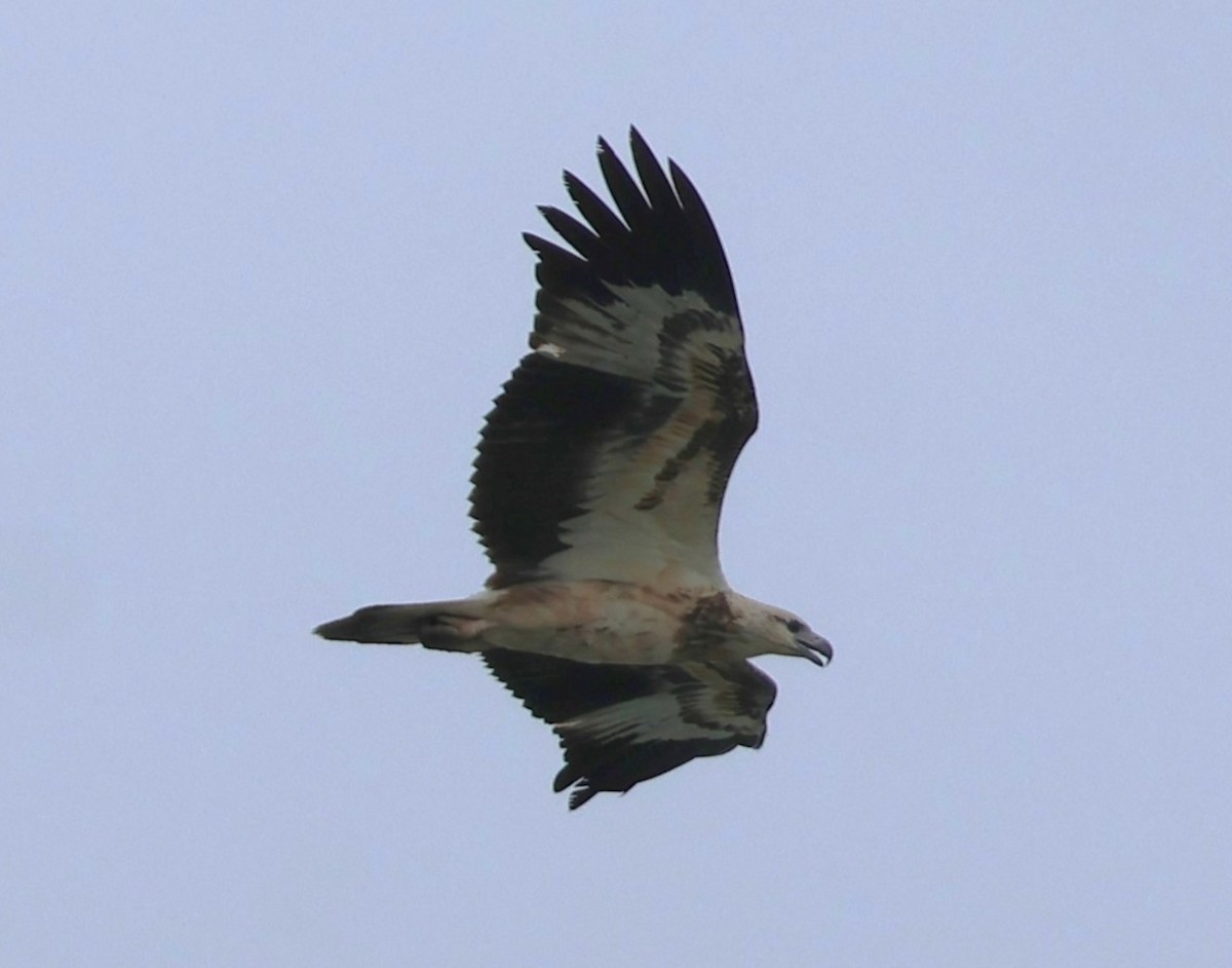 White-bellied Sea-Eagle - ML647083314