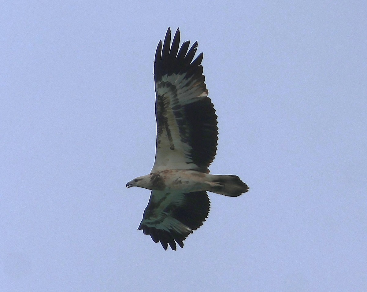 White-bellied Sea-Eagle - ML647083315