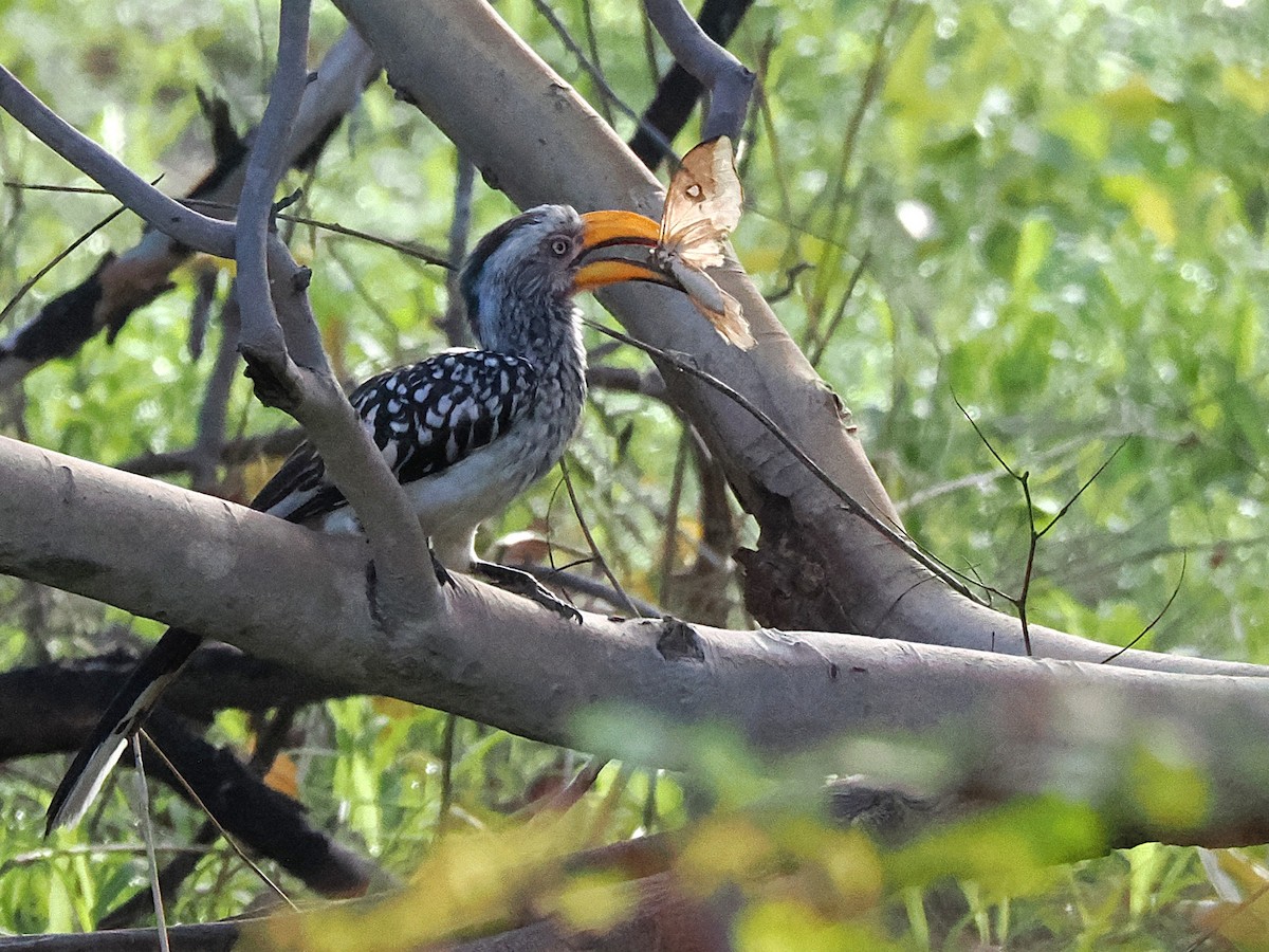Southern Yellow-billed Hornbill - ML647083320