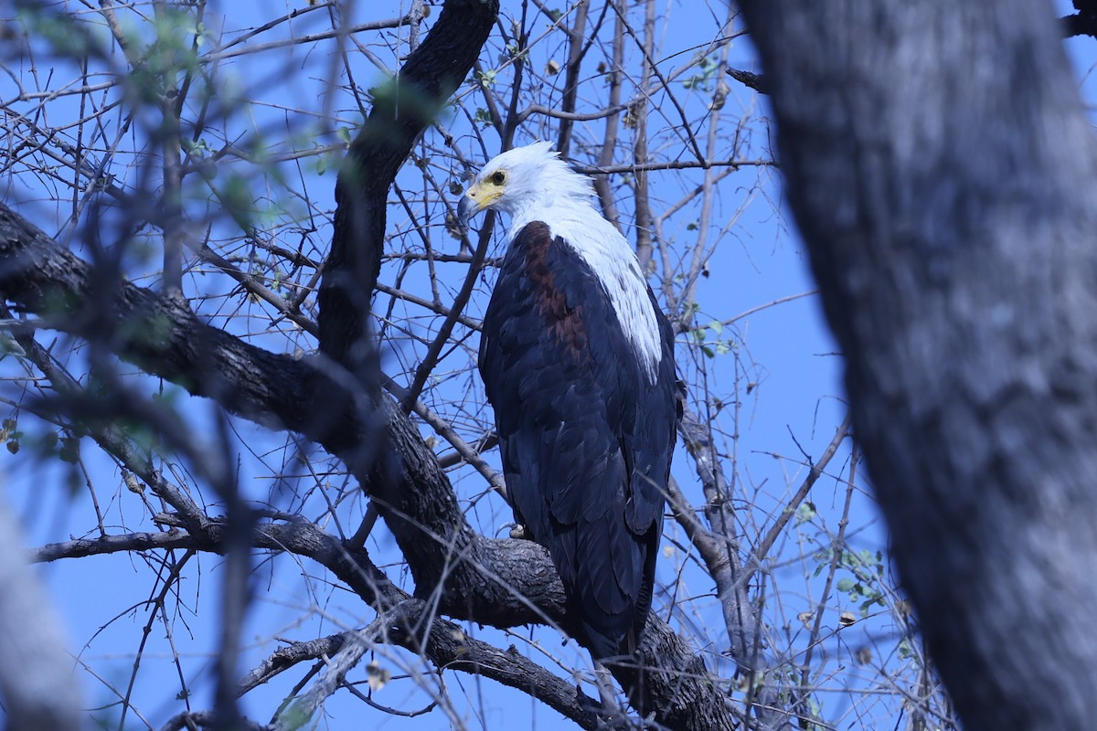 flodørn - ML647083331