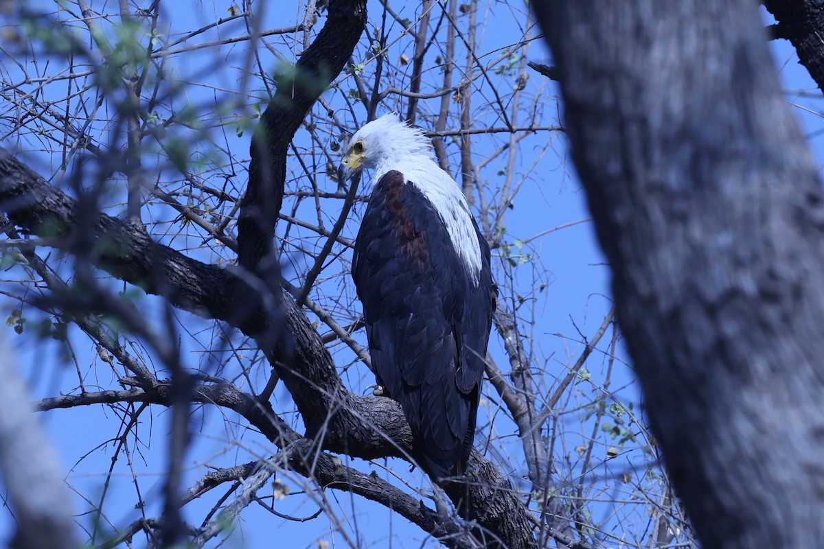 flodørn - ML647083332