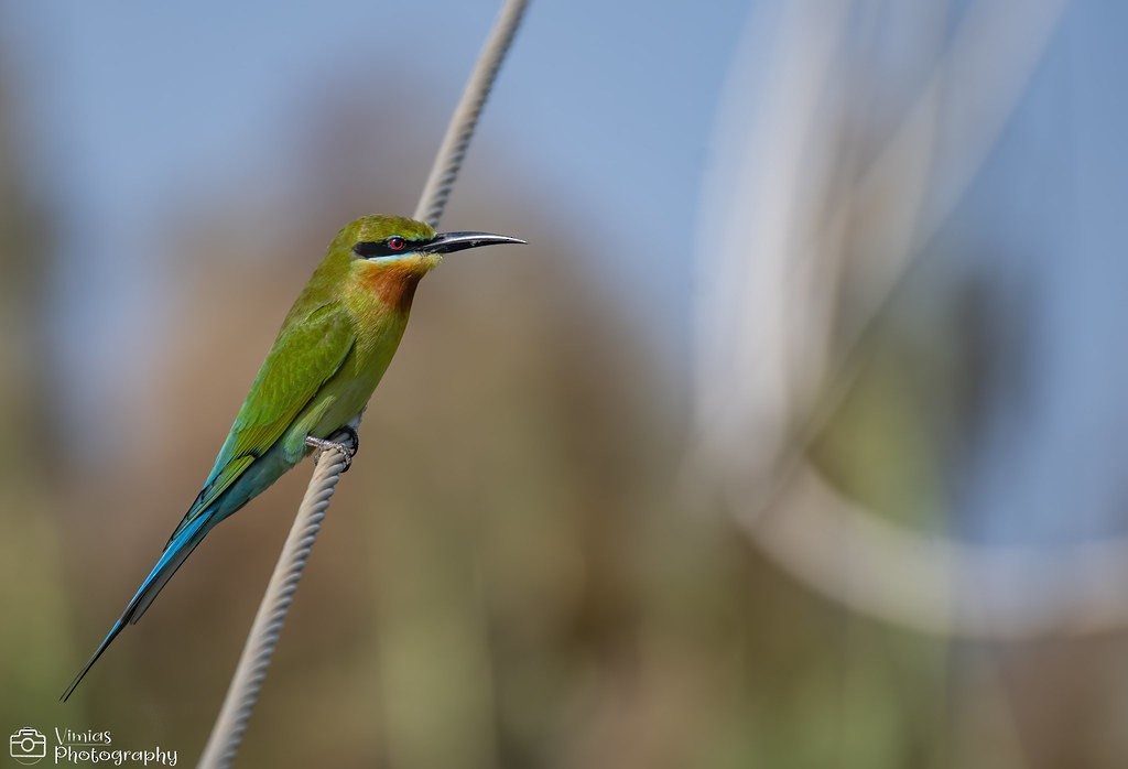Blue-tailed Bee-eater - ML647083334