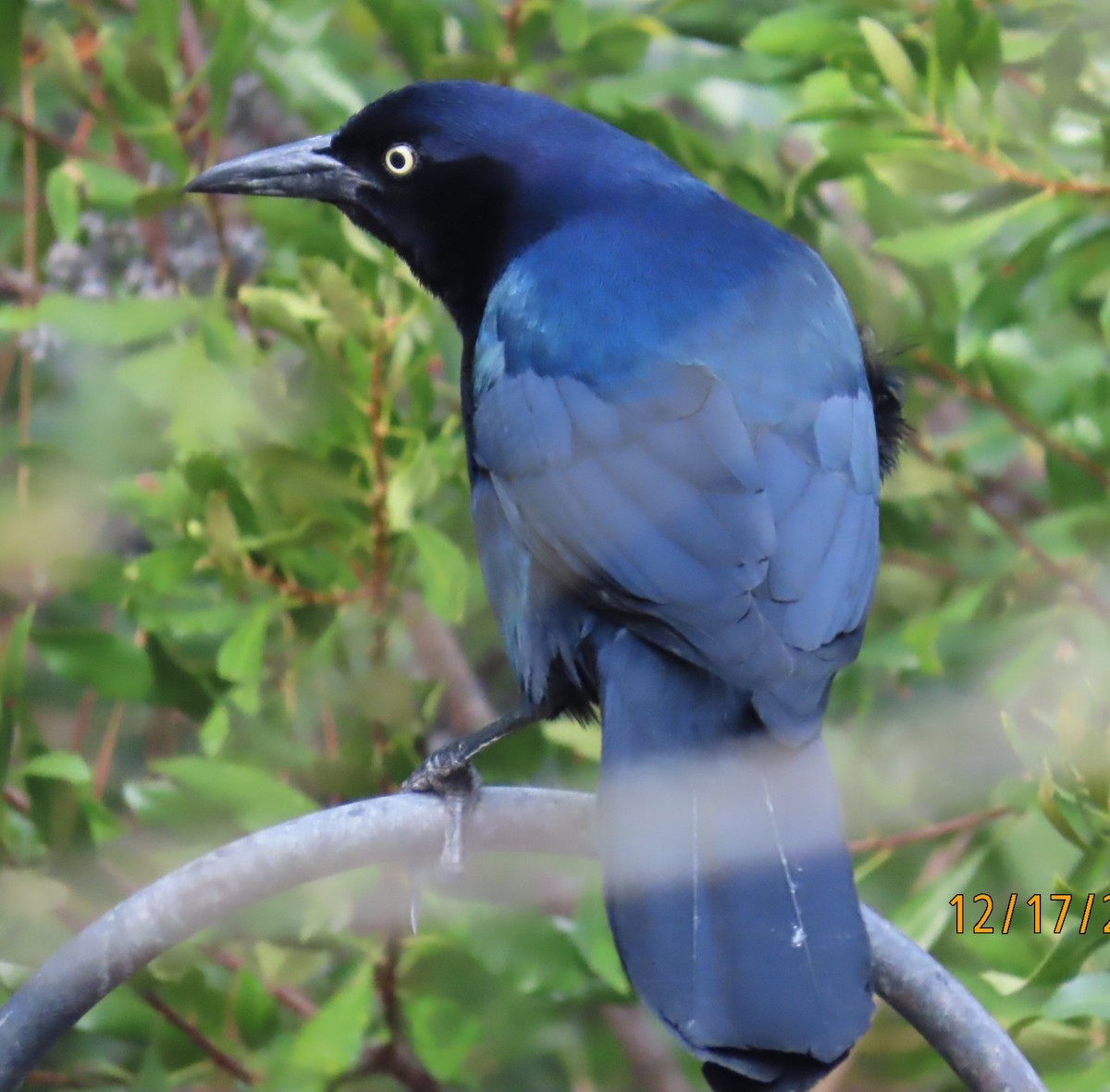Common Grackle - ML647083343