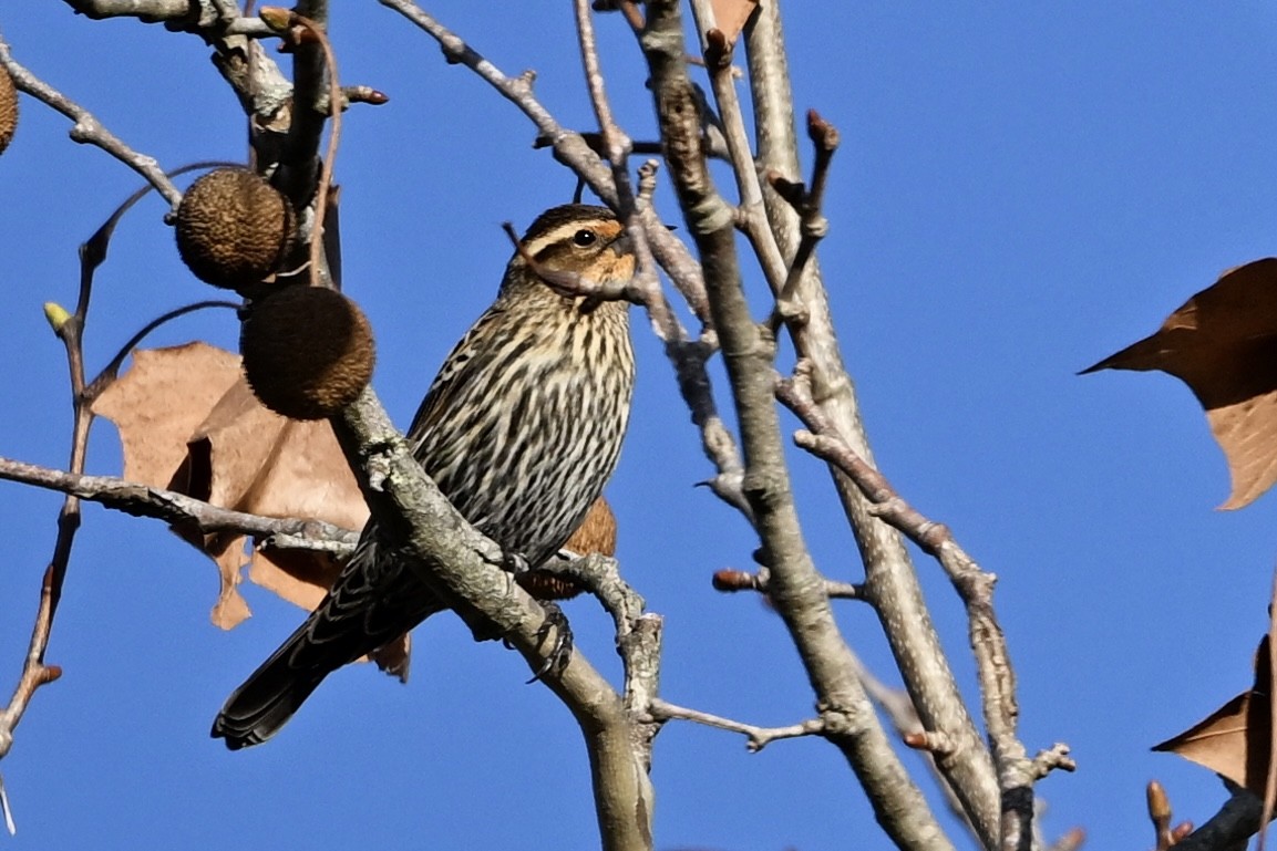 Red-winged Blackbird - ML647083345