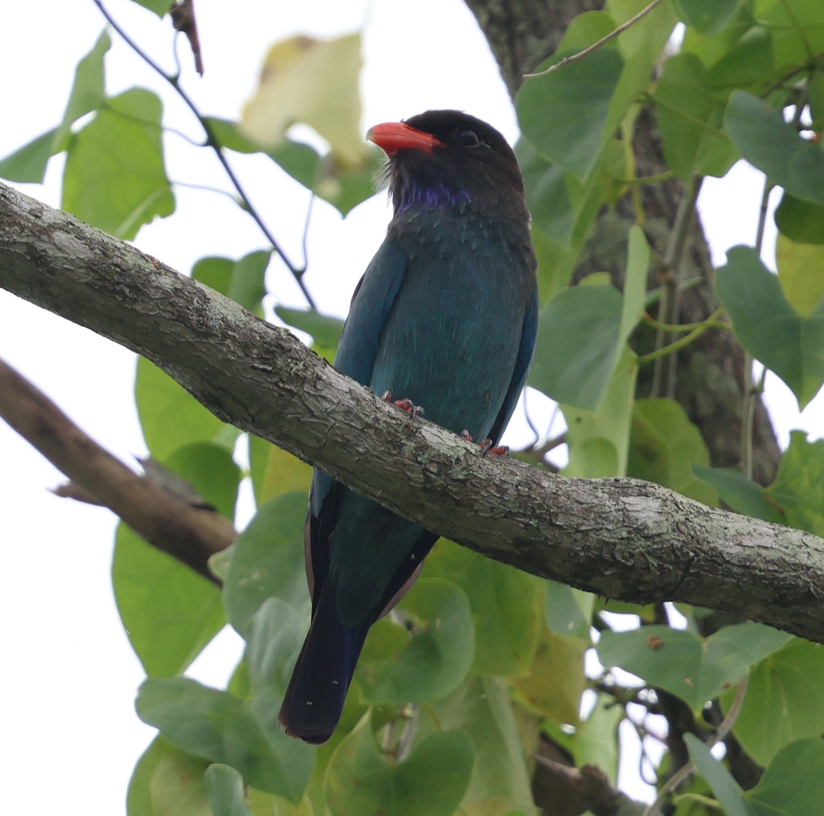 Dollarbird - ML647083346