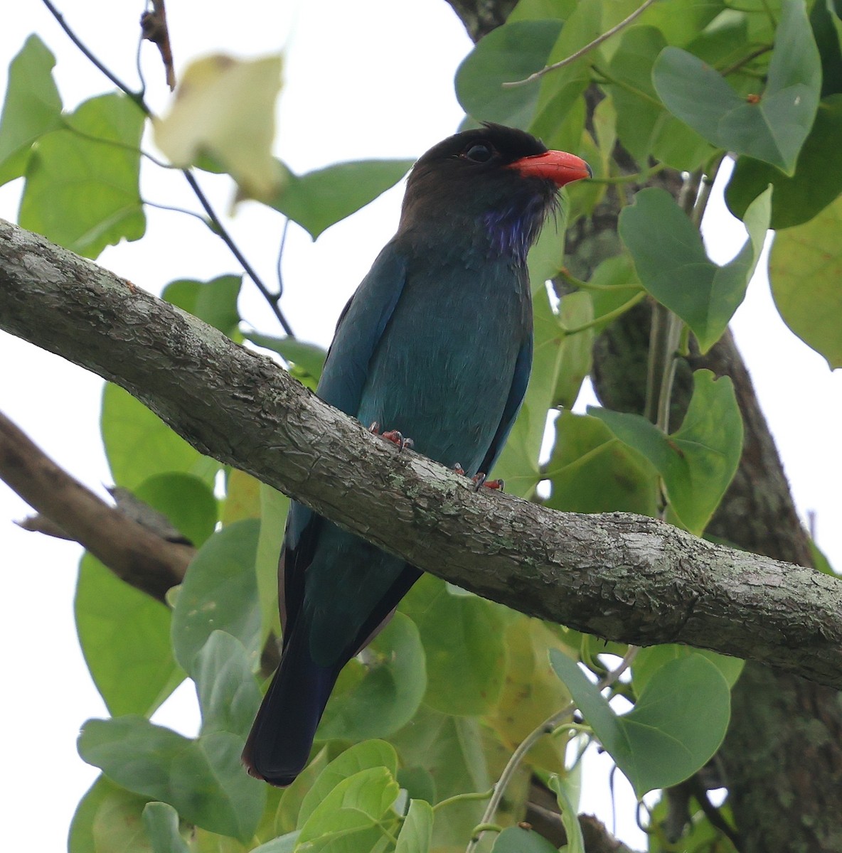 Dollarbird - ML647083347