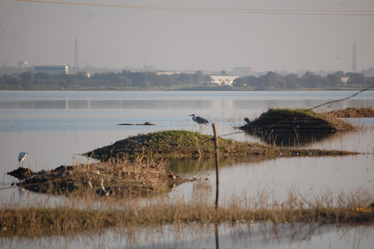 Purple Heron - ML647083352