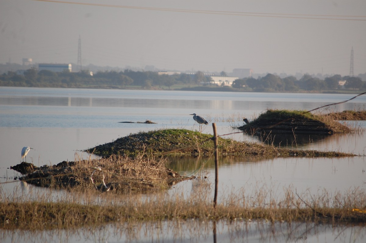 Purple Heron - ML647083353