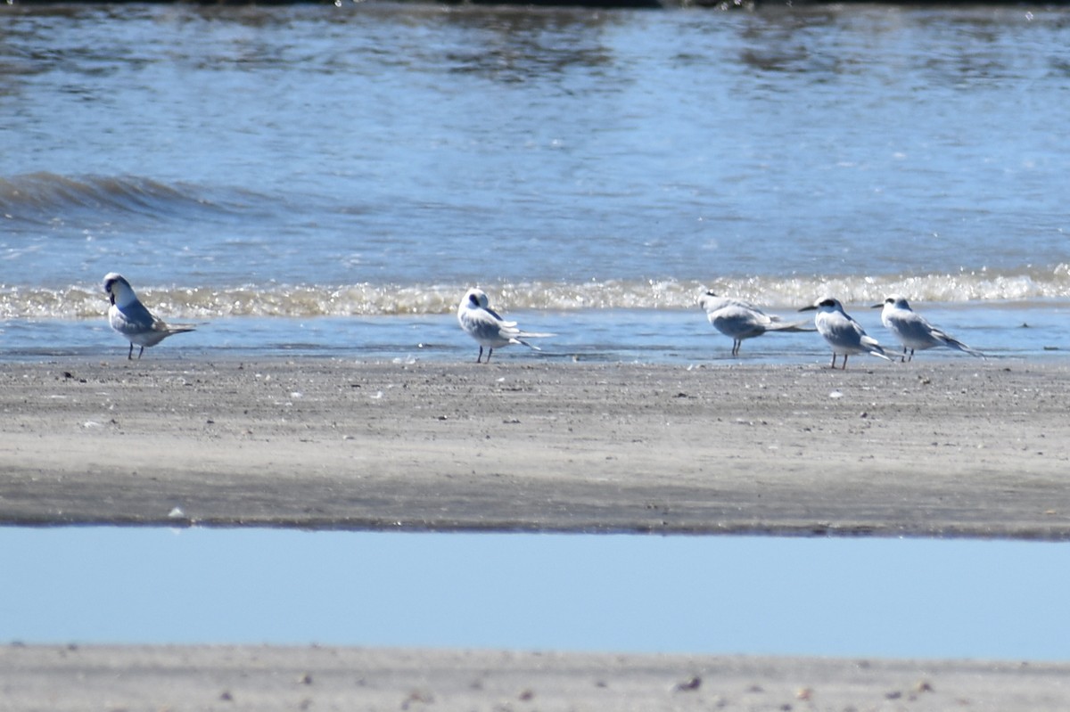 Forster's Tern - ML647083364