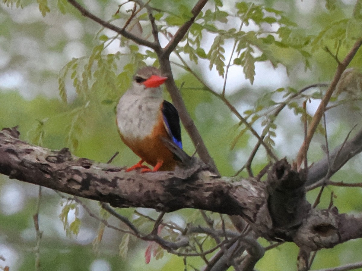 Gray-headed Kingfisher - ML647083366