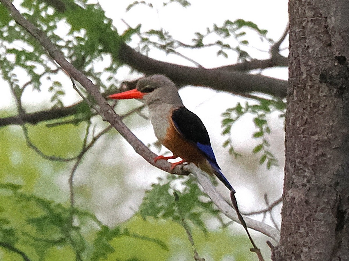 Gray-headed Kingfisher - ML647083367