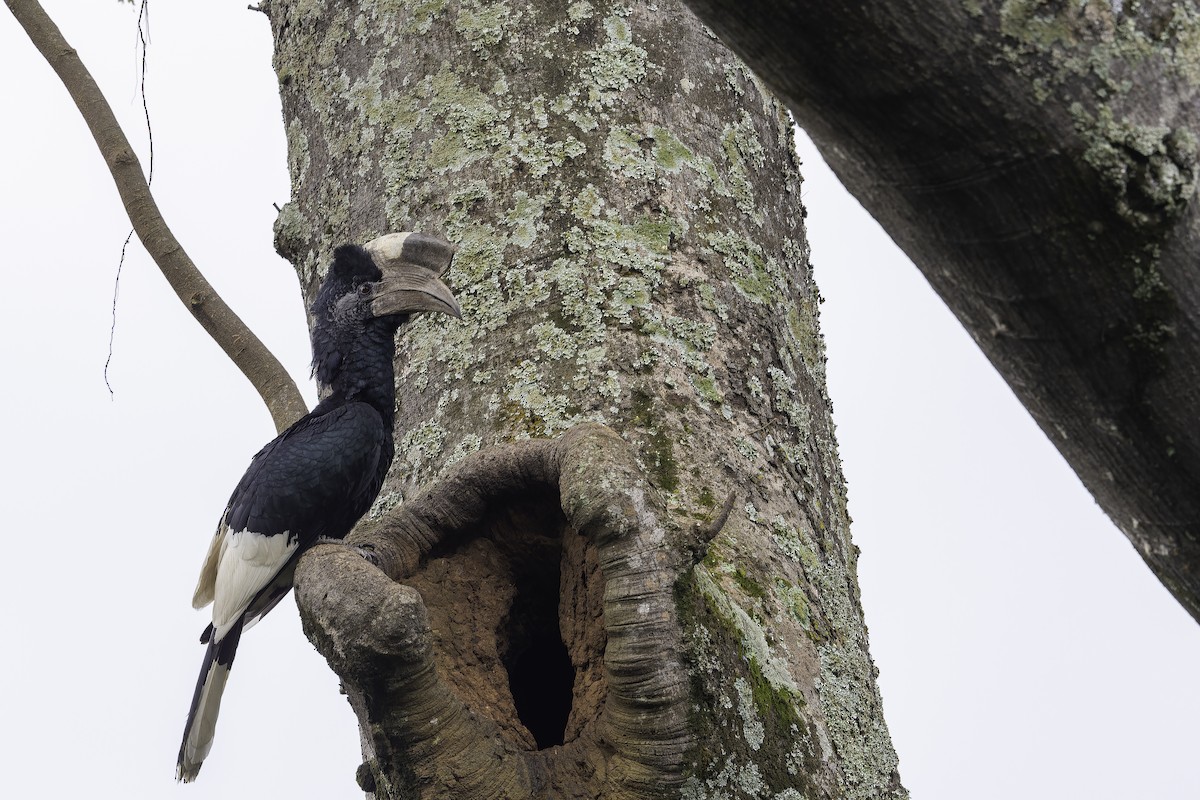 Black-and-white-casqued Hornbill - ML647083368