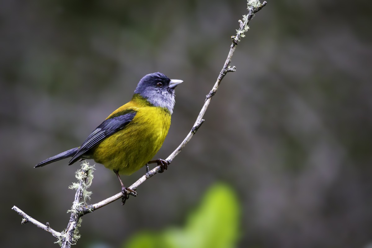 Patagonian Sierra Finch - ML647083374