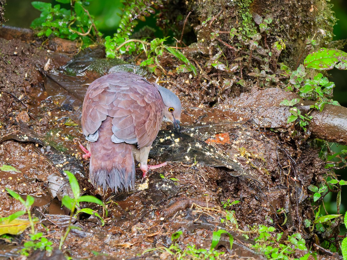 White-throated Quail-Dove - ML647083382