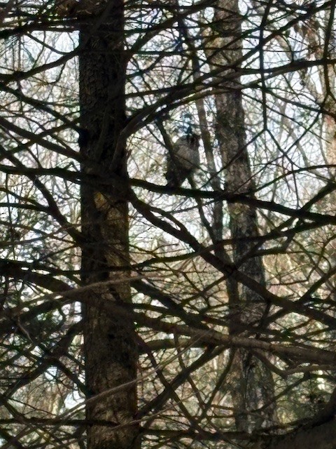 Barred Owl - ML647083384