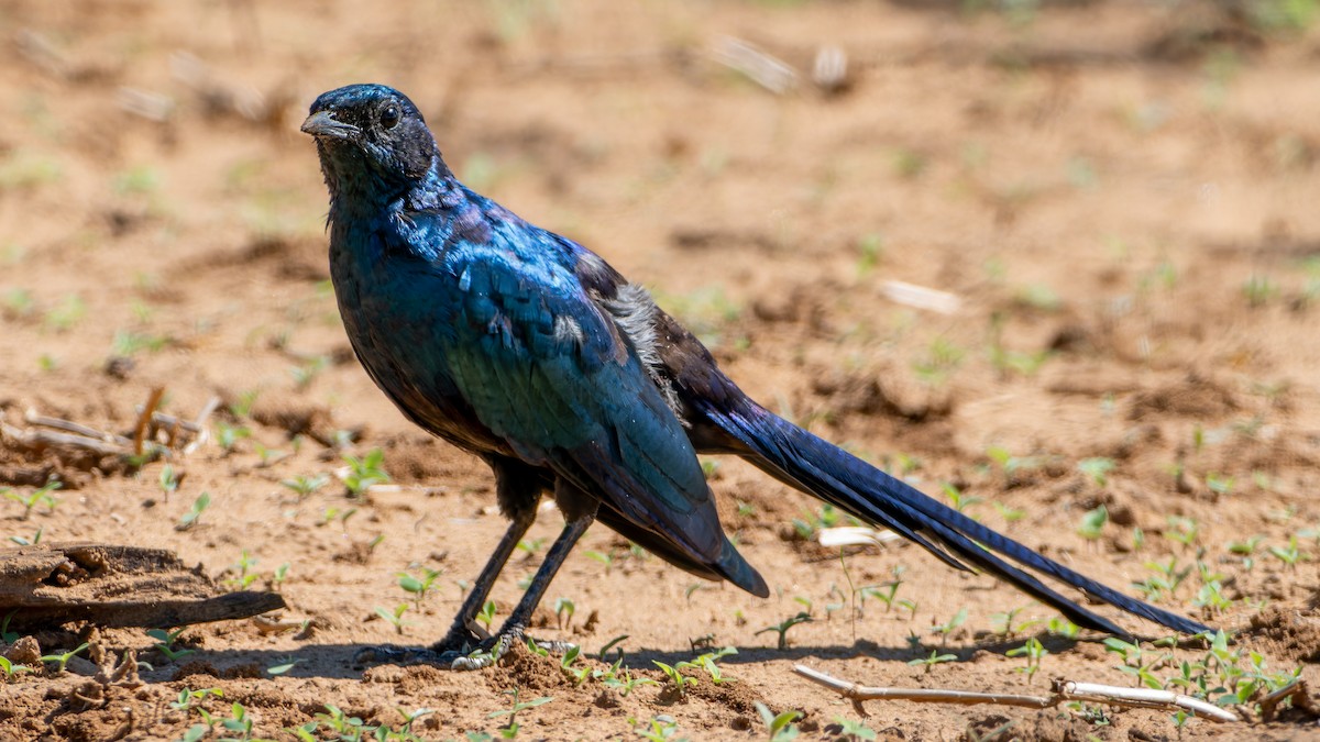 Choucador de Meves - ML647083386