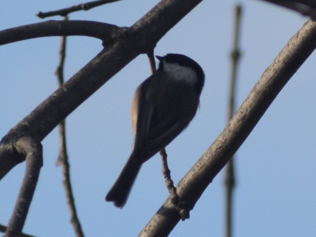 Black-capped Chickadee - ML647083387