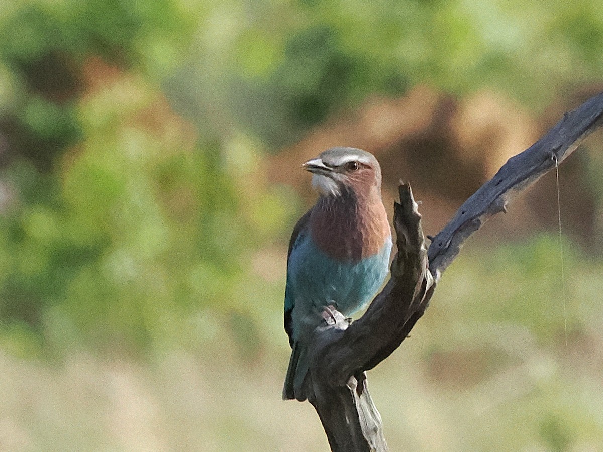 Lilac-breasted Roller - ML647083391