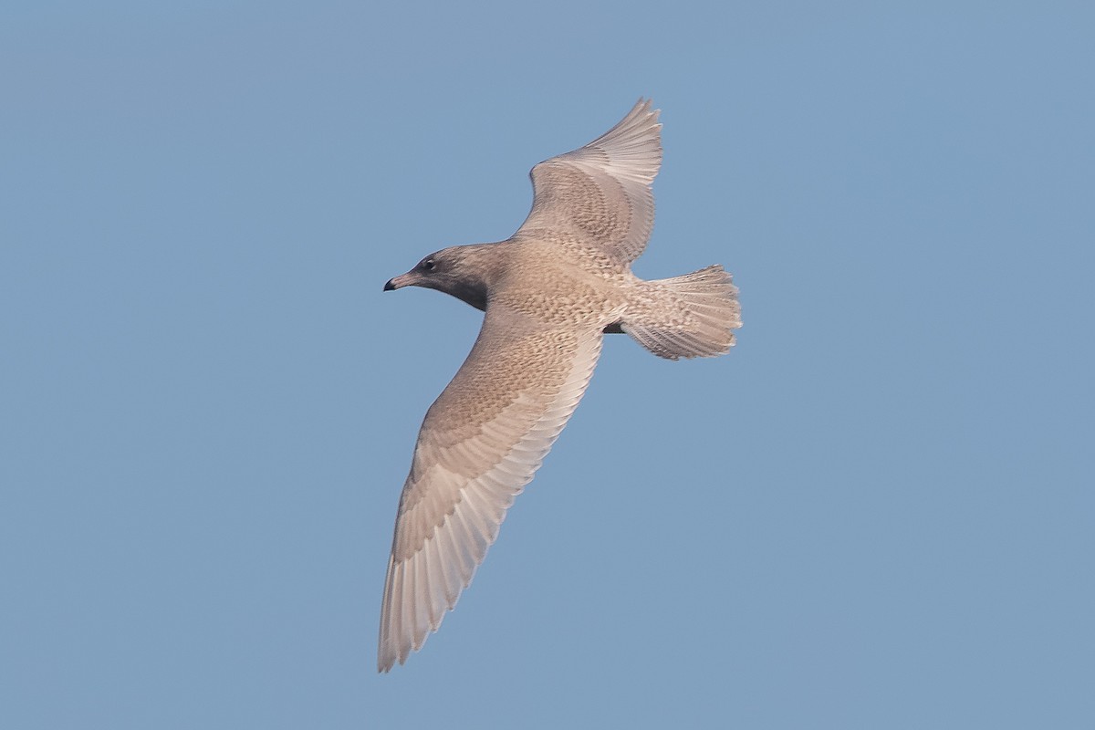 Glaucous Gull - ML647083400