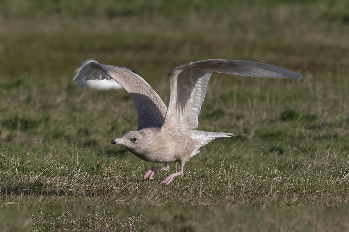 Glaucous Gull - ML647083401