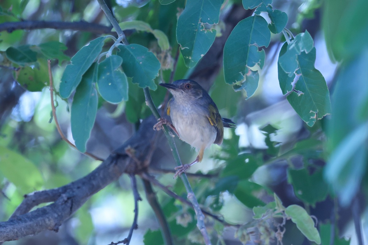 Green-backed Camaroptera (Gray-backed) - ML647083406