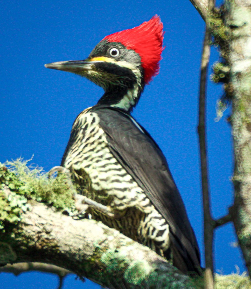 Lineated Woodpecker - ML647083409
