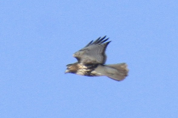 アカオノスリ（abieticola） - ML647083413