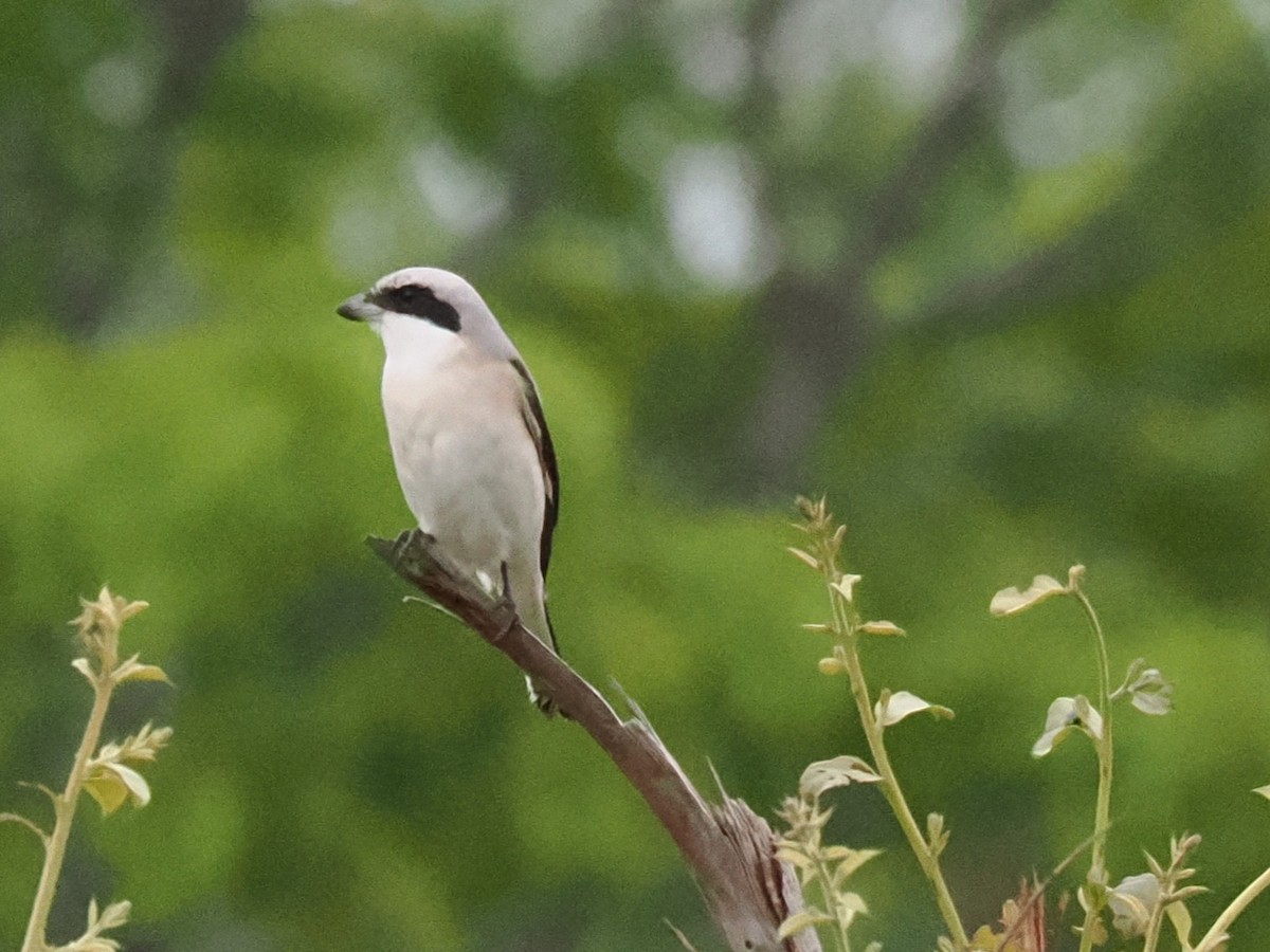 Lesser Gray Shrike - ML647083424