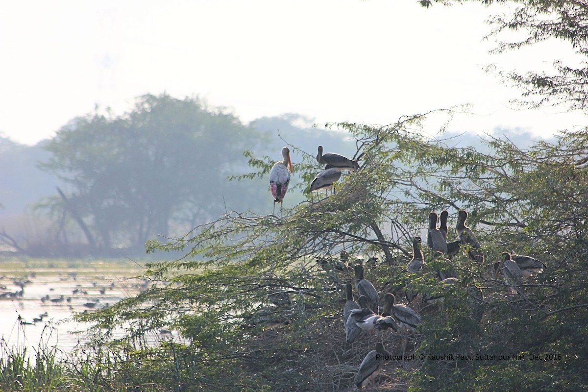 Лелека-тантал індійський - ML647083427