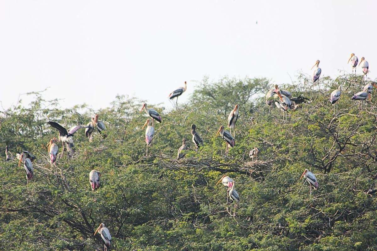 Лелека-тантал індійський - ML647083428