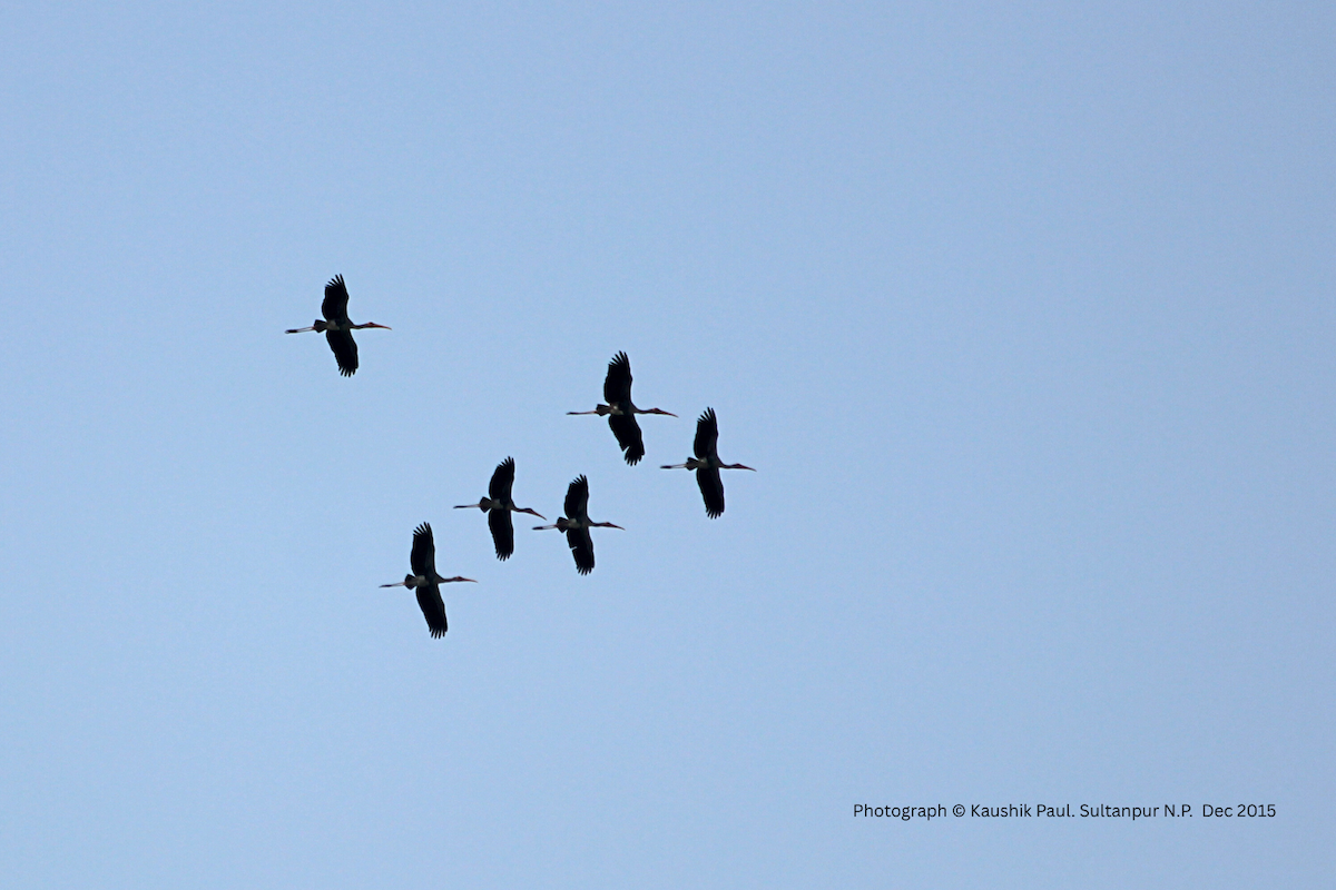 Лелека-тантал індійський - ML647083429