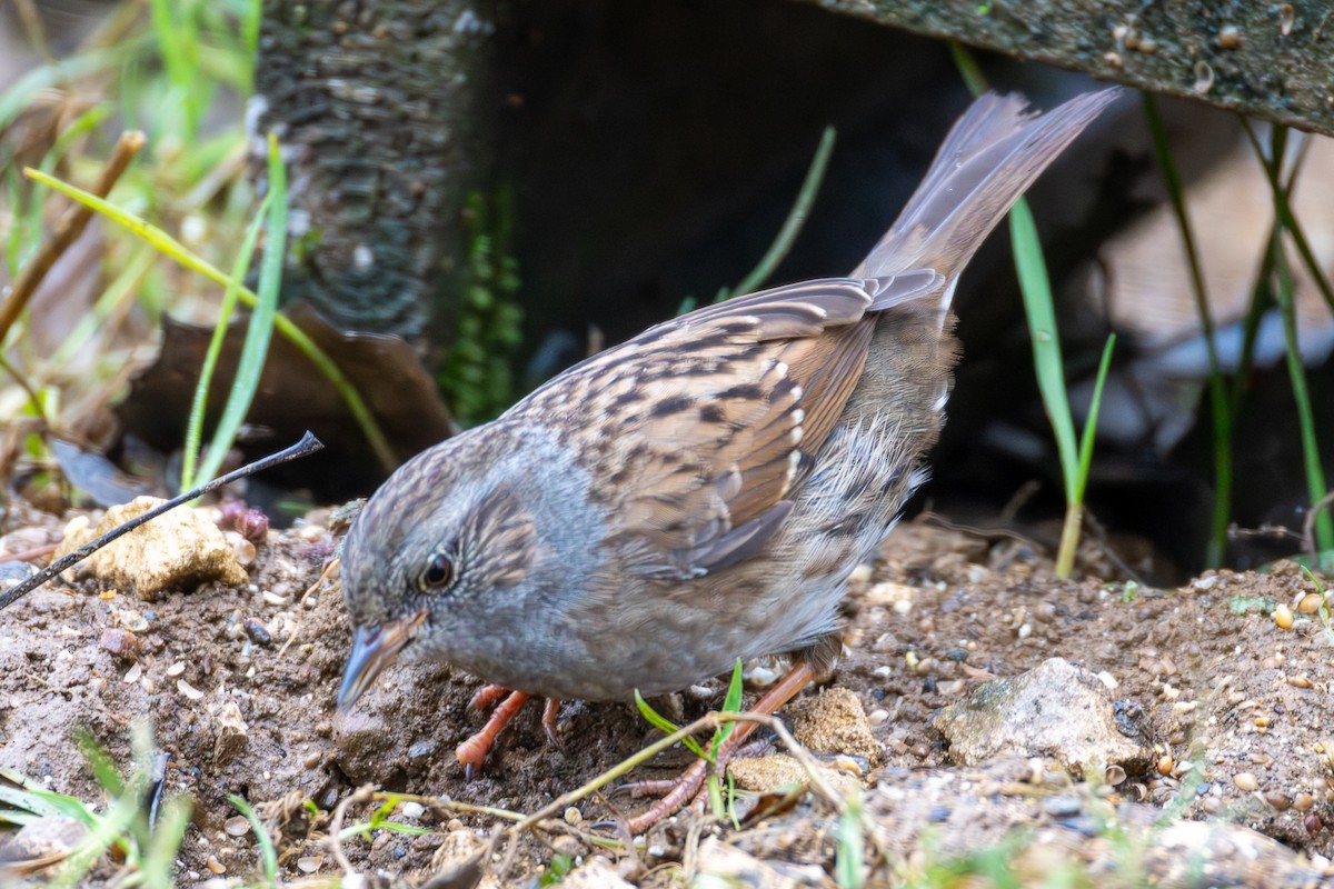 Accenteur mouchet - ML647083457