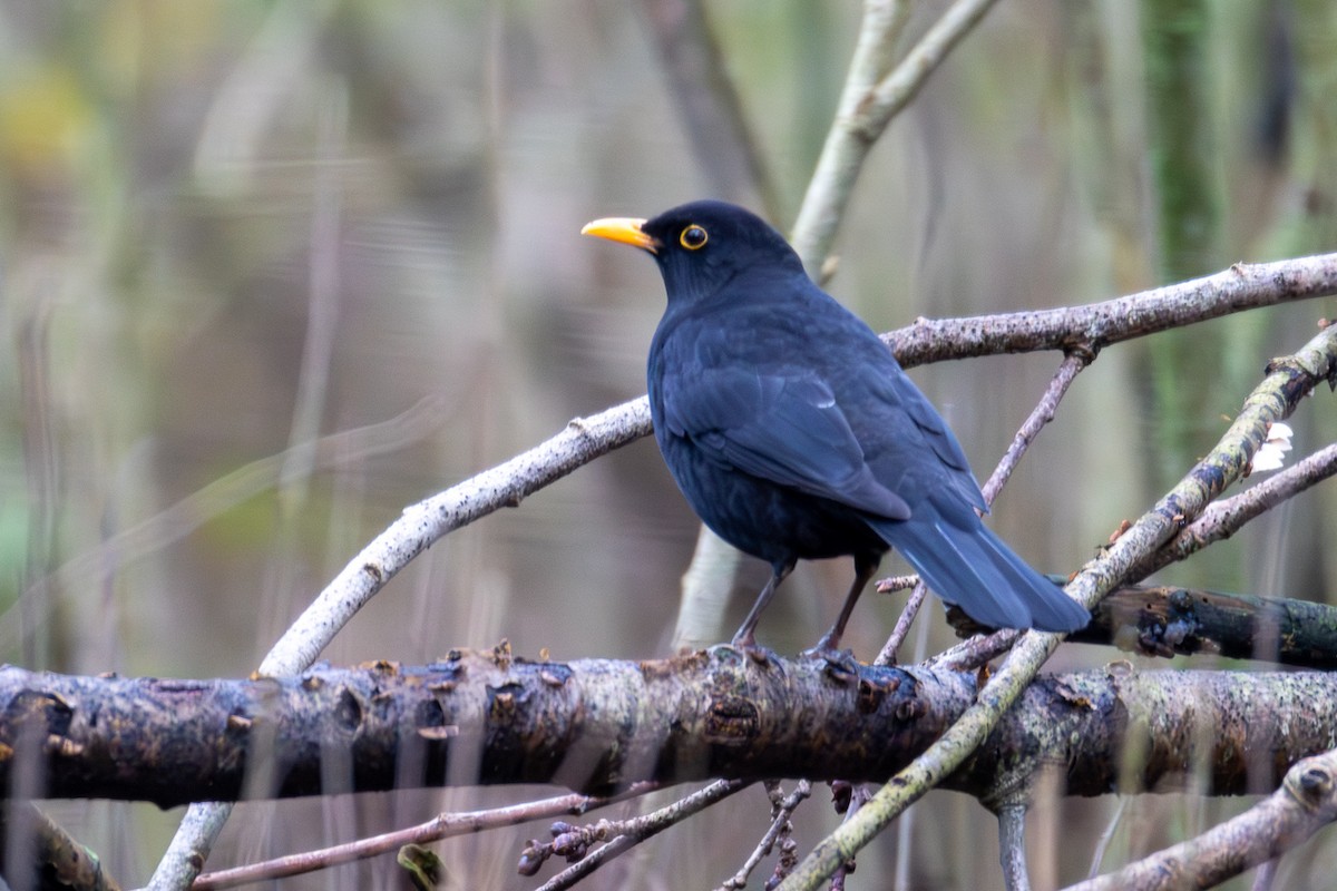 Eurasian Blackbird - ML647083467
