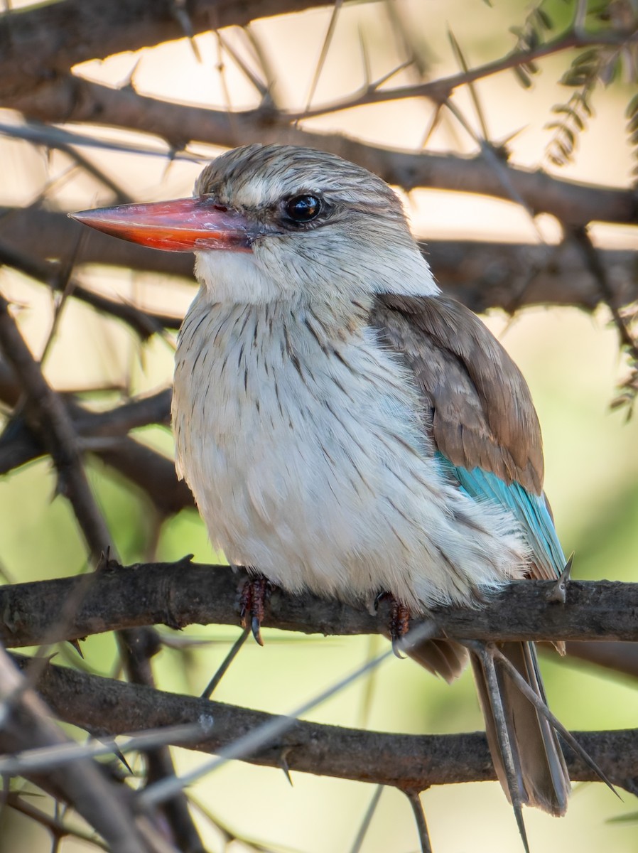 Martin-chasseur à tête brune - ML647083474