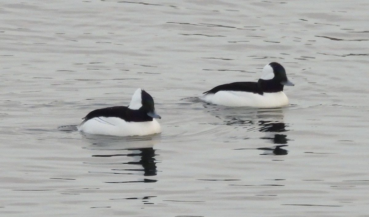 Bufflehead - ML647083478