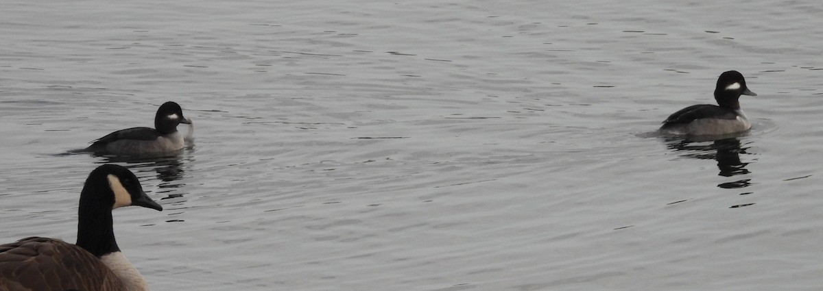 Bufflehead - ML647083480