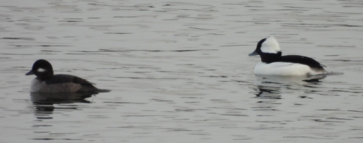 Bufflehead - ML647083481