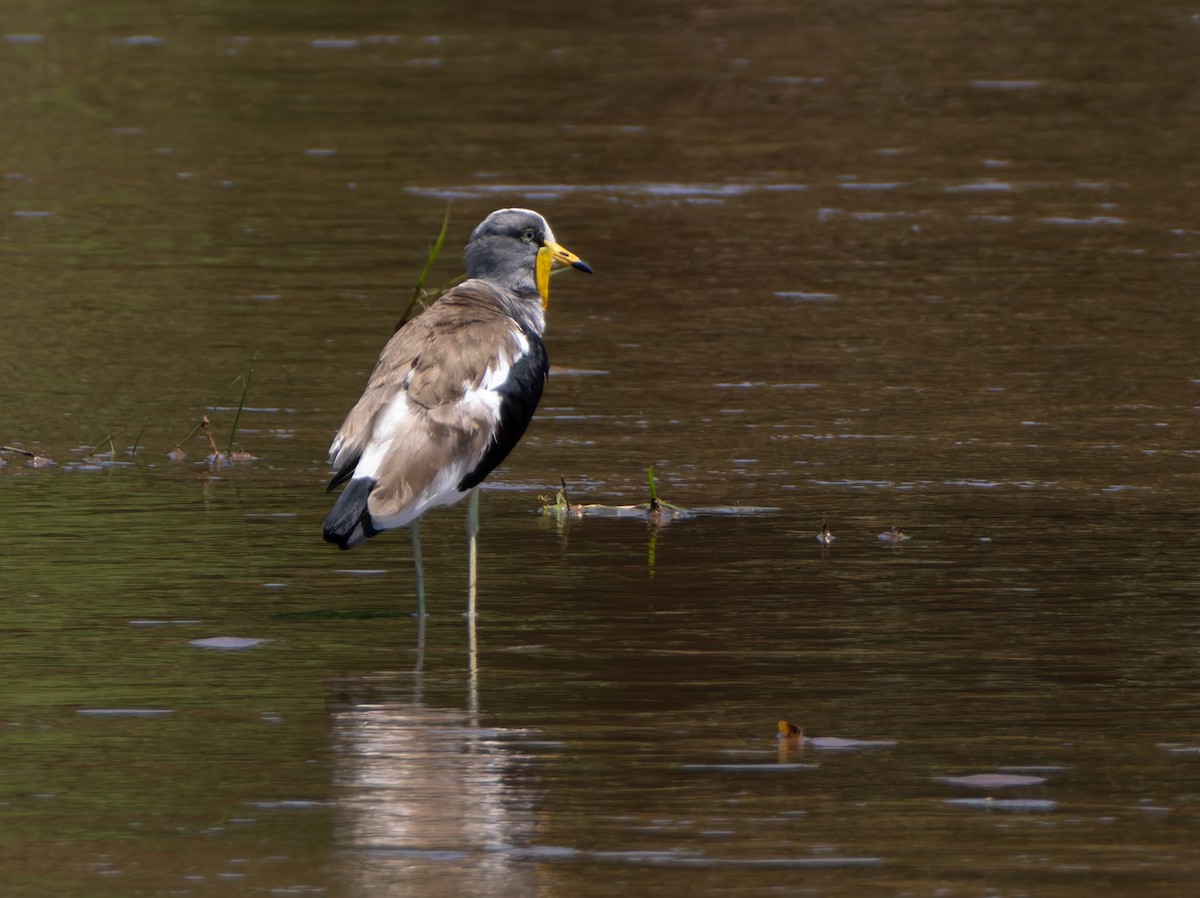 Vanneau à tête blanche - ML647083482
