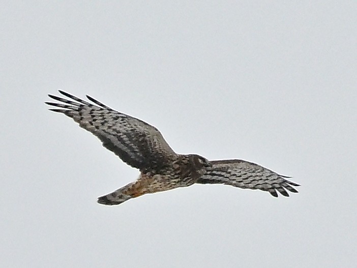 Лунь американський - ML647083493