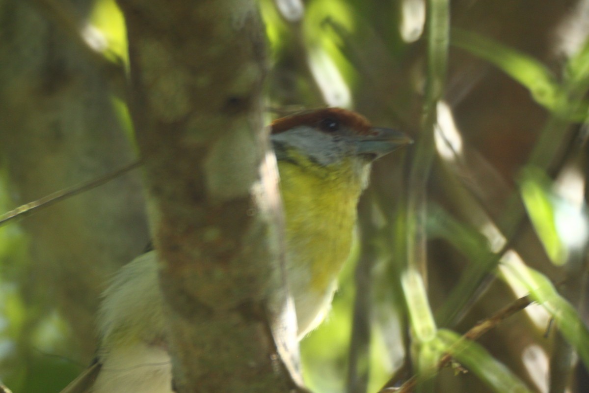 Rufous-browed Peppershrike - ML647083496