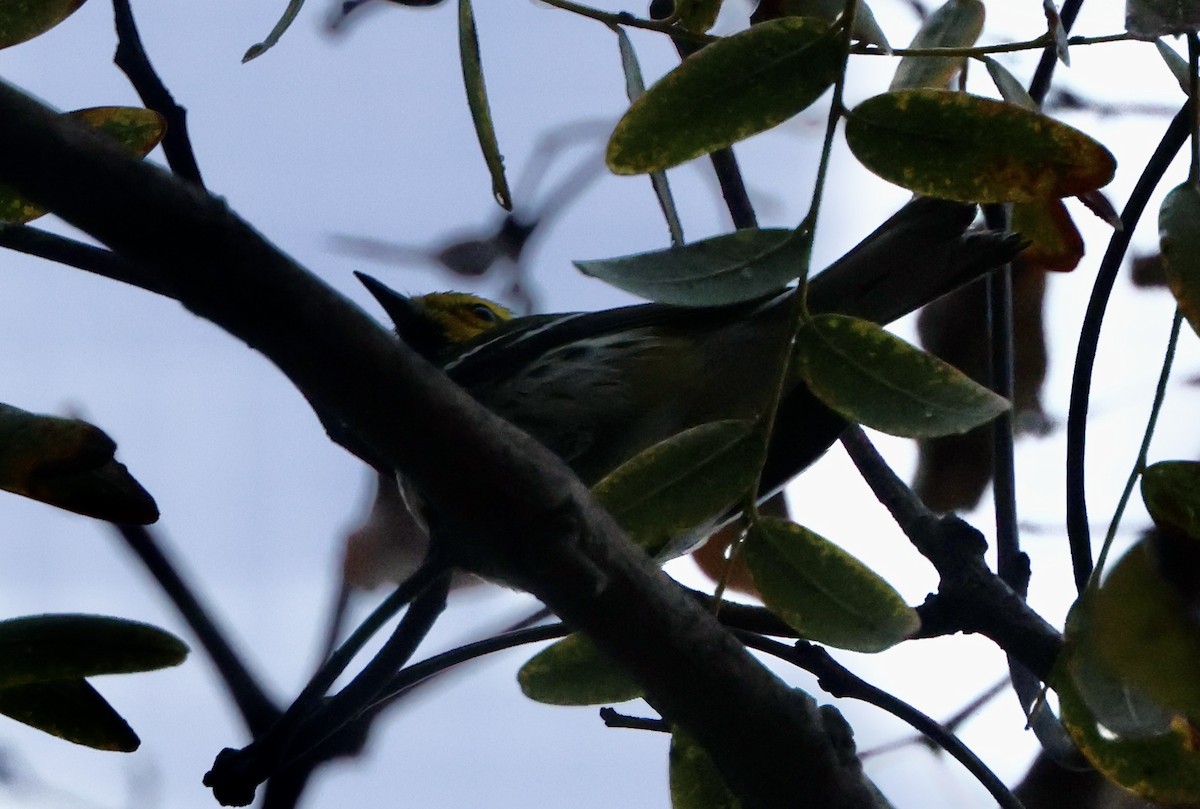 lesňáček proužkoboký - ML647083504