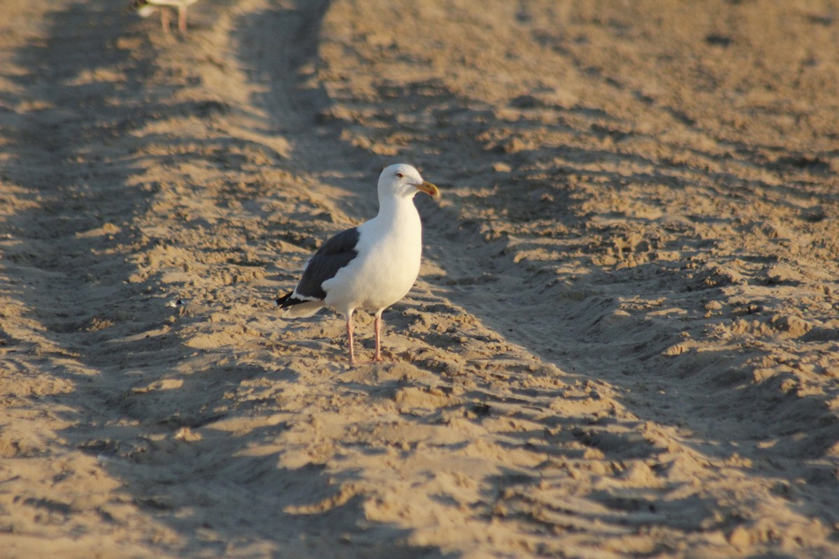 racek západní - ML647083523