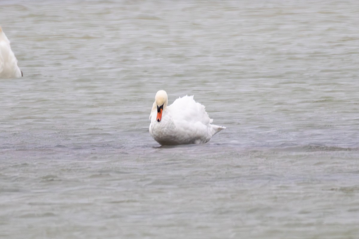 Лебідь-шипун - ML647083542